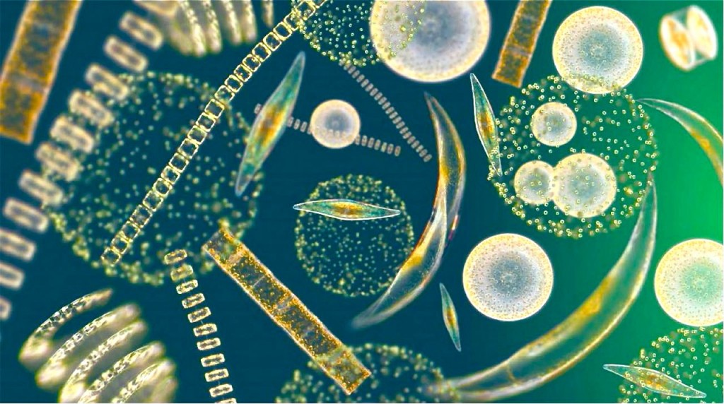 marine phytoplankton - nutritional - Dietary suplement